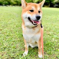 ニコニコ