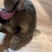 赤ちゃん犬を舐める赤柴