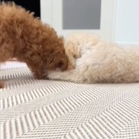 遊ぶ2匹の犬