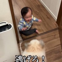 赤ちゃんを守る小太郎くん9