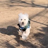 笑顔で駆け寄ってくる犬