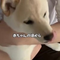 豆柴のはるちゃん