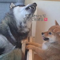くうちゃんと遊びたいくまごろう君