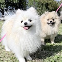 ニコニコ