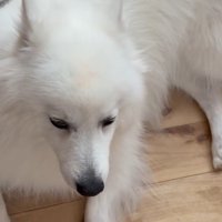 真上から見るとキツネさんに！