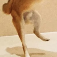 片足を上げて立つ犬