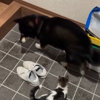 野良子猫家の中に侵入！！