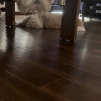 天板と少し下にある板の間にいるナチョちゃん