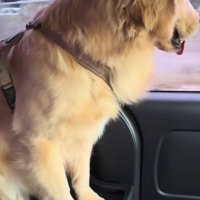 狭い場所に座るごん君