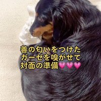 寝ている犬