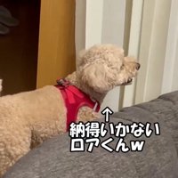 お散歩が中止になって不満そう