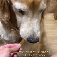 ヨシを言う飼い主さん