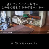 お留守番中のリンリンちゃん