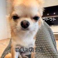 少し目を開けるチャイちゃん