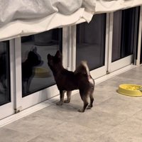 お兄ちゃんの帰りを待つこげまる君5