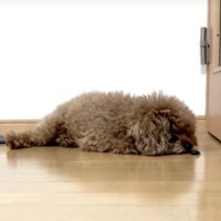伏せて虫を見る犬