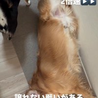 昼寝場所だけは譲れない！！