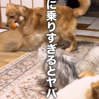 おもちゃをくわえて走る犬