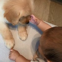 あしゅちゃんを触りたい赤ちゃん