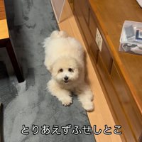 ふせするてんてん君