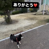 公園の前でたたずむ犬
