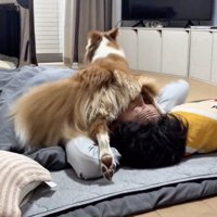踏みっ