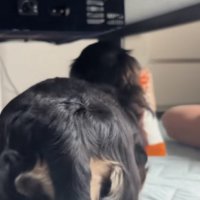 去っていく犬のおしり