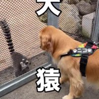 犬好きな猿さん！