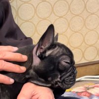 アップのぶーちゃん