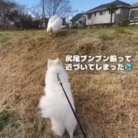 高台を登ろうとする犬