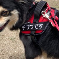 ちっちゃなチワワ…