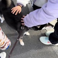 子供たちに囲まれ背中を撫でられる黒柴