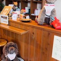 看板犬のジュプンちゃん＆ブンガちゃん3