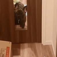 シーツの切れ端を咥えるヴィヴィちゃん