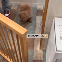 トリマーさんに近寄る犬