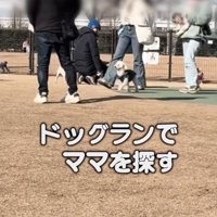ドッグランでママを探す犬2