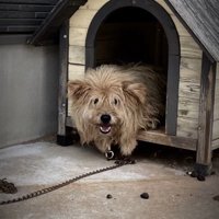 犬小屋の中に座るボサボサの犬