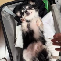 スーツケースに入っている小型犬