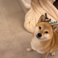 飼い主の前でお座りする犬
