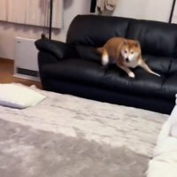 ソファから立ち上がる犬