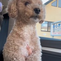 抱っこされる犬