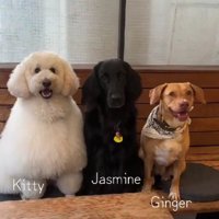 看板犬として活躍中！