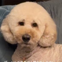 スタンプーのチユちゃん