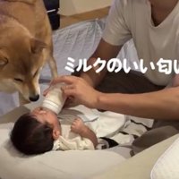 哺乳瓶に鼻を近づける犬
