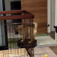 ロボット掃除機に乗るナッツちゃん