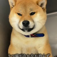 元保護犬との出会い