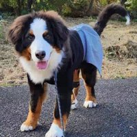 笑顔でカメラを見つめる子犬