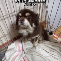 ケージの中で怯える老犬%年間、1匹だけネグレクトされていたムニくん