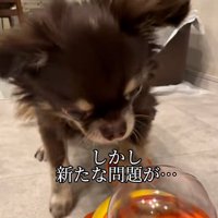 知育玩具を習得したこげまる君