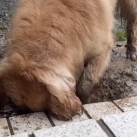水たまりを掘る犬